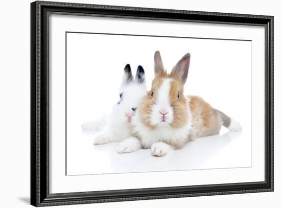 Rabbits 006-Andrea Mascitti-Framed Photographic Print