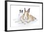 Rabbits 006-Andrea Mascitti-Framed Photographic Print
