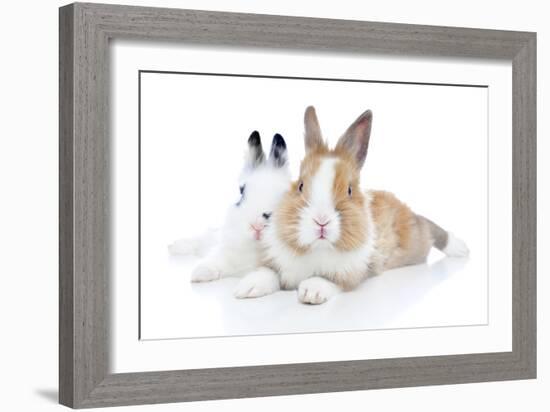 Rabbits 006-Andrea Mascitti-Framed Photographic Print