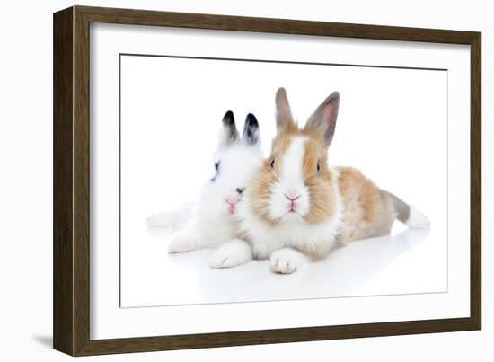 Rabbits 006-Andrea Mascitti-Framed Photographic Print