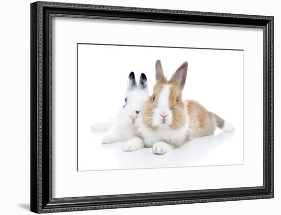 Rabbits 006-Andrea Mascitti-Framed Photographic Print