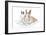 Rabbits 006-Andrea Mascitti-Framed Photographic Print