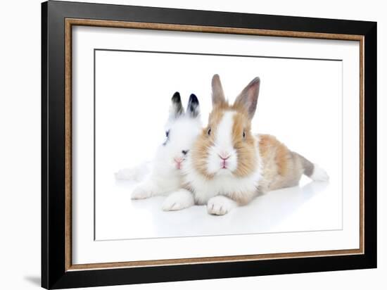 Rabbits 006-Andrea Mascitti-Framed Photographic Print