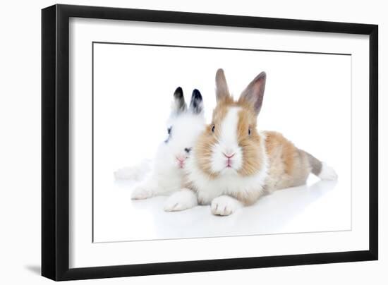 Rabbits 006-Andrea Mascitti-Framed Photographic Print