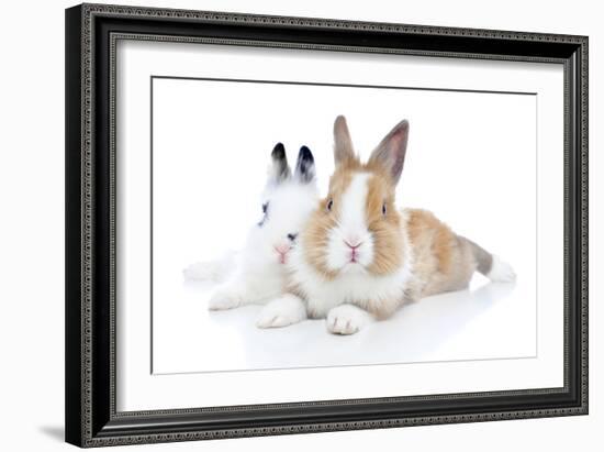 Rabbits 006-Andrea Mascitti-Framed Photographic Print