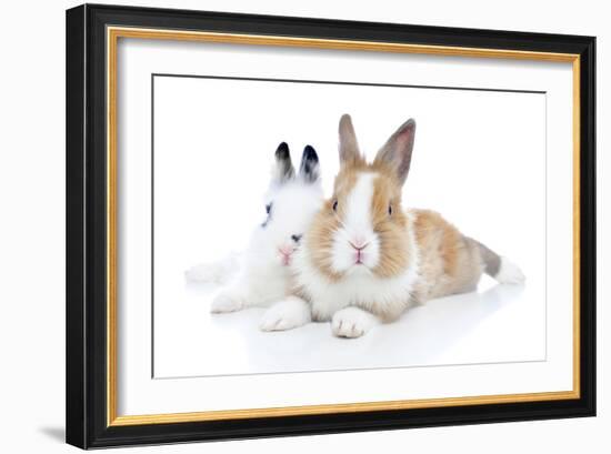 Rabbits 006-Andrea Mascitti-Framed Photographic Print