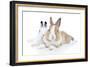 Rabbits 006-Andrea Mascitti-Framed Photographic Print