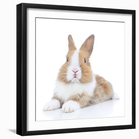Rabbits 008-Andrea Mascitti-Framed Photographic Print
