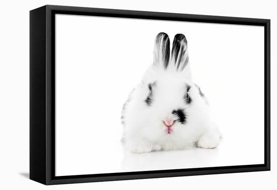 Rabbits 012-Andrea Mascitti-Framed Premier Image Canvas