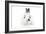 Rabbits 012-Andrea Mascitti-Framed Photographic Print