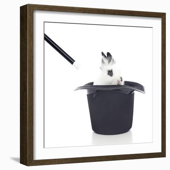 Rabbits 013-Andrea Mascitti-Framed Photographic Print