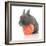 Rabbits 015-Andrea Mascitti-Framed Photographic Print