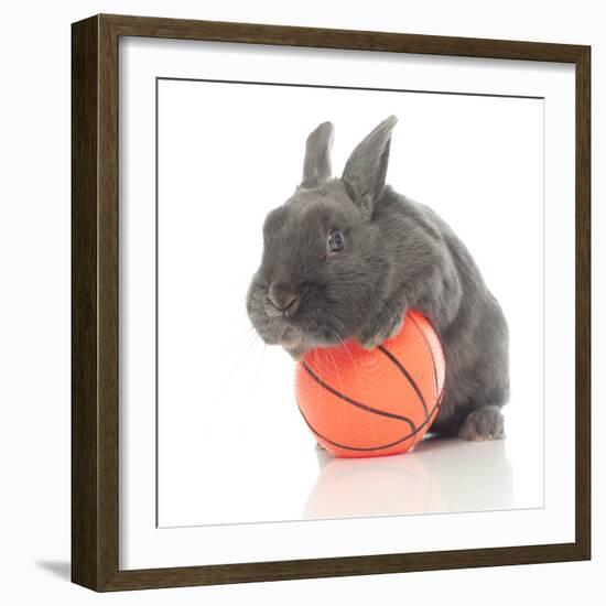 Rabbits 015-Andrea Mascitti-Framed Photographic Print