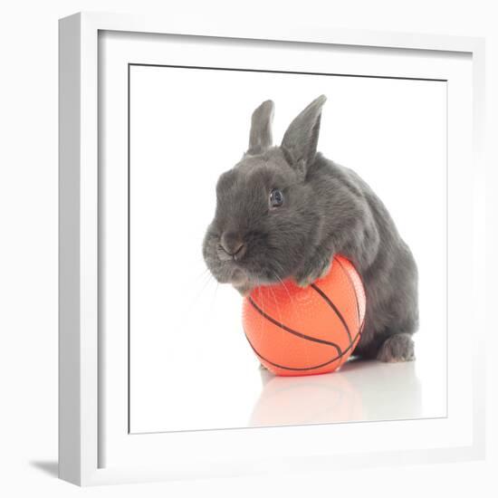 Rabbits 015-Andrea Mascitti-Framed Photographic Print