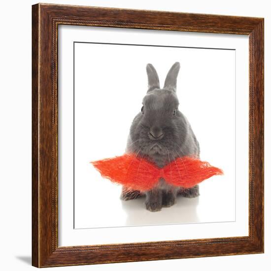 Rabbits 018-Andrea Mascitti-Framed Photographic Print