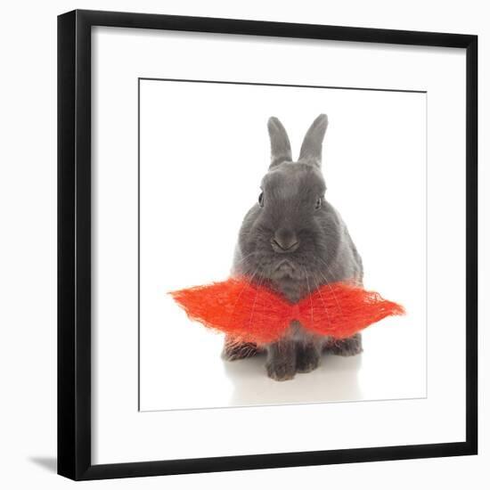 Rabbits 018-Andrea Mascitti-Framed Photographic Print