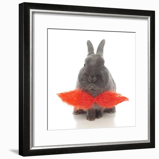 Rabbits 018-Andrea Mascitti-Framed Photographic Print