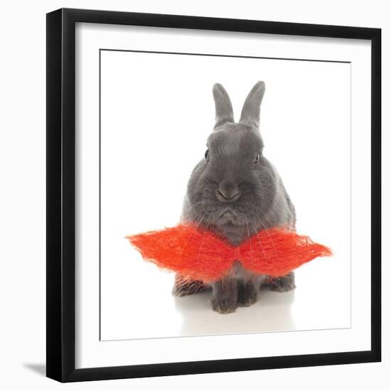 Rabbits 018-Andrea Mascitti-Framed Photographic Print