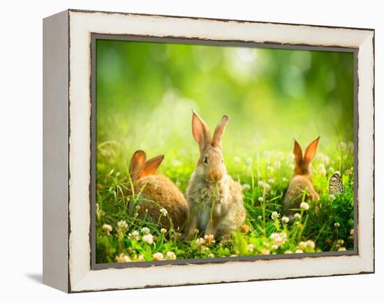 Rabbits-Subbotina Anna-Framed Premier Image Canvas