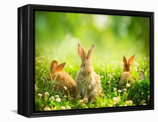 Rabbits-Subbotina Anna-Framed Premier Image Canvas