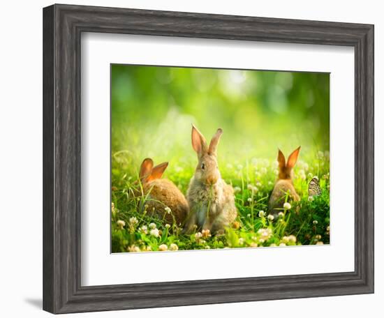 Rabbits-Subbotina Anna-Framed Photographic Print