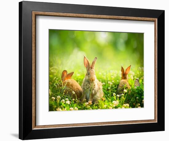 Rabbits-Subbotina Anna-Framed Photographic Print