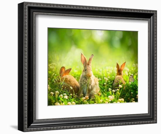 Rabbits-Subbotina Anna-Framed Photographic Print