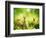 Rabbits-Subbotina Anna-Framed Photographic Print