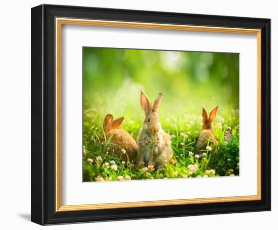 Rabbits-Subbotina Anna-Framed Photographic Print