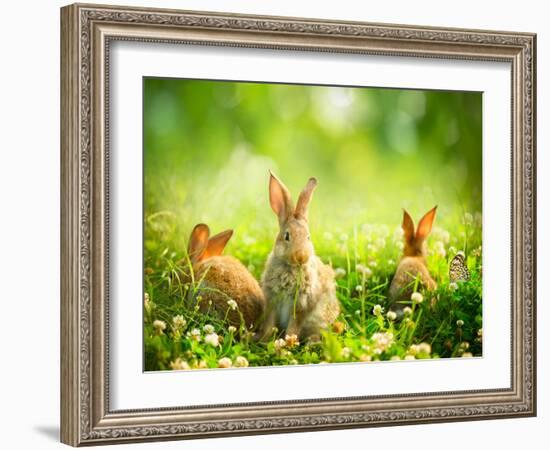 Rabbits-Subbotina Anna-Framed Photographic Print