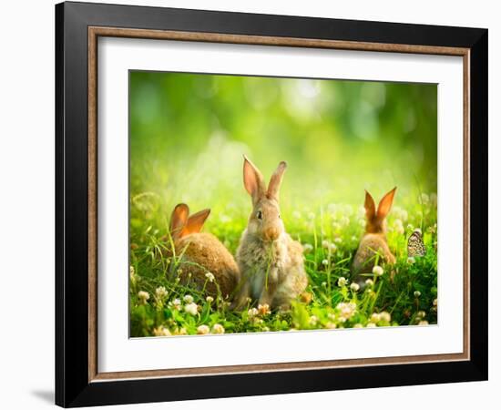 Rabbits-Subbotina Anna-Framed Photographic Print