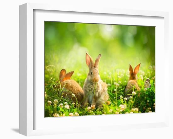 Rabbits-Subbotina Anna-Framed Photographic Print