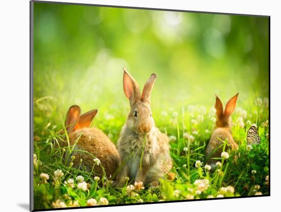 Rabbits-Subbotina Anna-Mounted Photographic Print