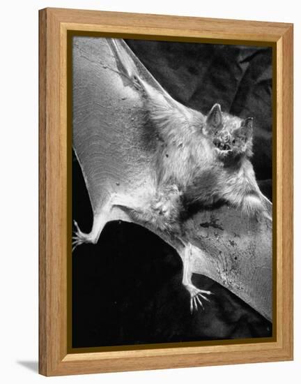 Rabid Male Vampire Bat-J^ R^ Eyerman-Framed Premier Image Canvas