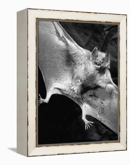 Rabid Male Vampire Bat-J^ R^ Eyerman-Framed Premier Image Canvas