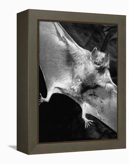 Rabid Male Vampire Bat-J^ R^ Eyerman-Framed Premier Image Canvas