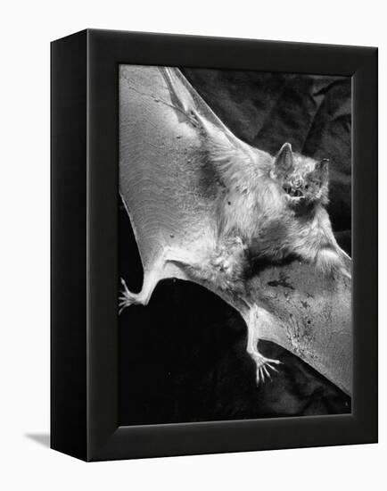 Rabid Male Vampire Bat-J^ R^ Eyerman-Framed Premier Image Canvas