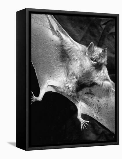 Rabid Male Vampire Bat-J^ R^ Eyerman-Framed Premier Image Canvas