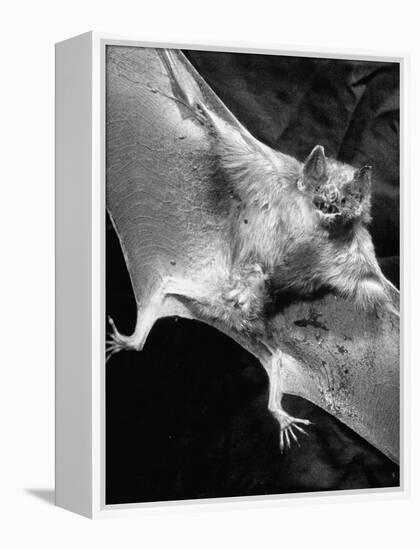 Rabid Male Vampire Bat-J^ R^ Eyerman-Framed Premier Image Canvas