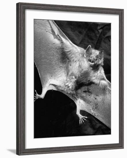 Rabid Male Vampire Bat-J^ R^ Eyerman-Framed Photographic Print