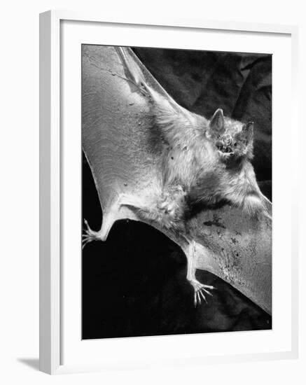 Rabid Male Vampire Bat-J^ R^ Eyerman-Framed Photographic Print