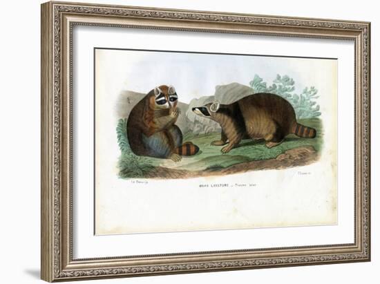 Raccoon, 1863-79-Raimundo Petraroja-Framed Giclee Print