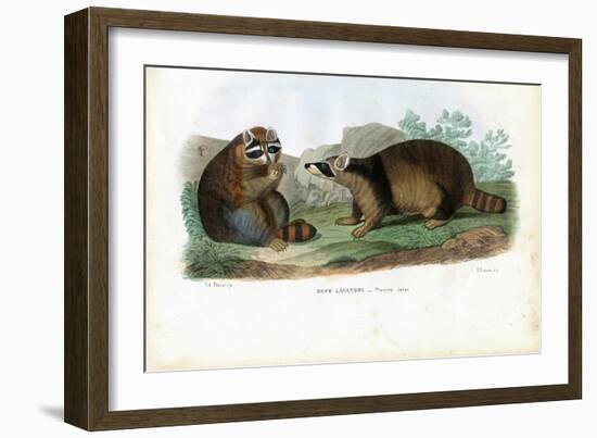 Raccoon, 1863-79-Raimundo Petraroja-Framed Giclee Print