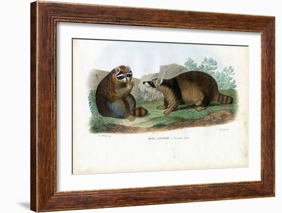 Raccoon, 1863-79-Raimundo Petraroja-Framed Giclee Print