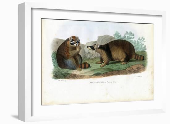 Raccoon, 1863-79-Raimundo Petraroja-Framed Giclee Print