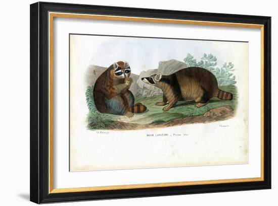 Raccoon, 1863-79-Raimundo Petraroja-Framed Giclee Print