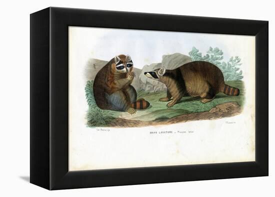Raccoon, 1863-79-Raimundo Petraroja-Framed Premier Image Canvas