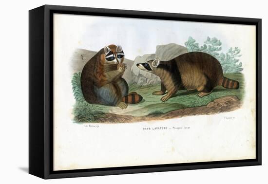 Raccoon, 1863-79-Raimundo Petraroja-Framed Premier Image Canvas