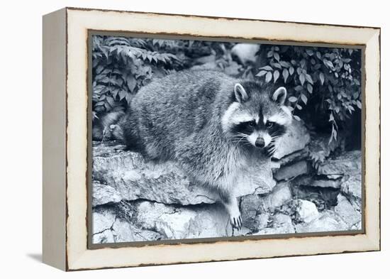 Raccoon 2-Gordon Semmens-Framed Premier Image Canvas