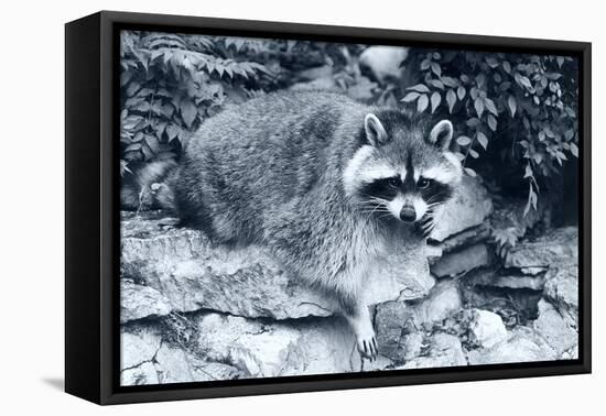 Raccoon 2-Gordon Semmens-Framed Premier Image Canvas